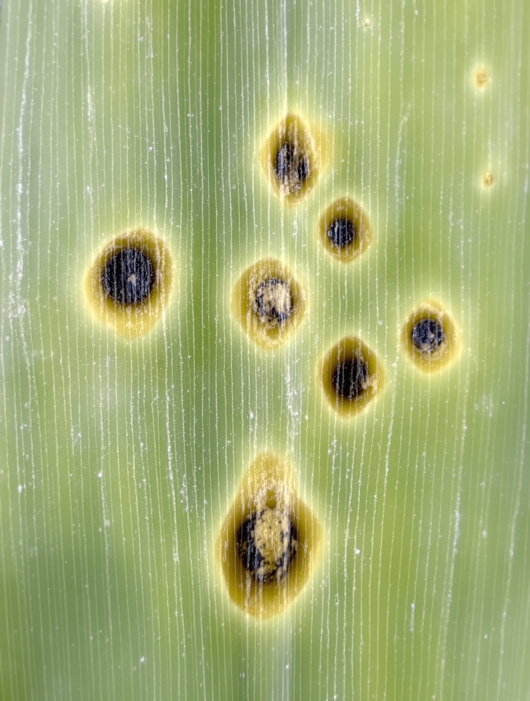 Gros plan sur feuille de Yucca atteinte par le Phoma (taches noires rondes avec halo jaune)