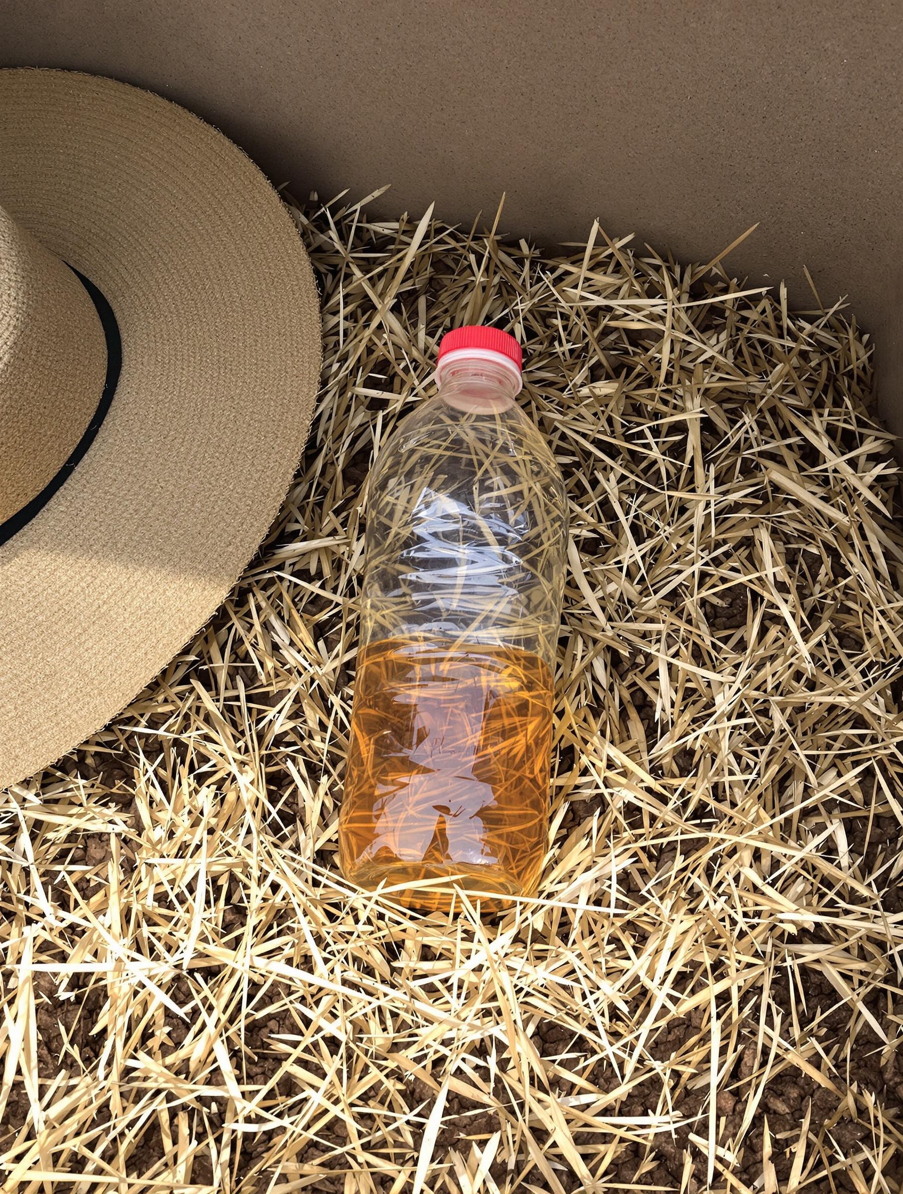 Piège artisanal contre moucherons – bouteille plastique sur compost breton