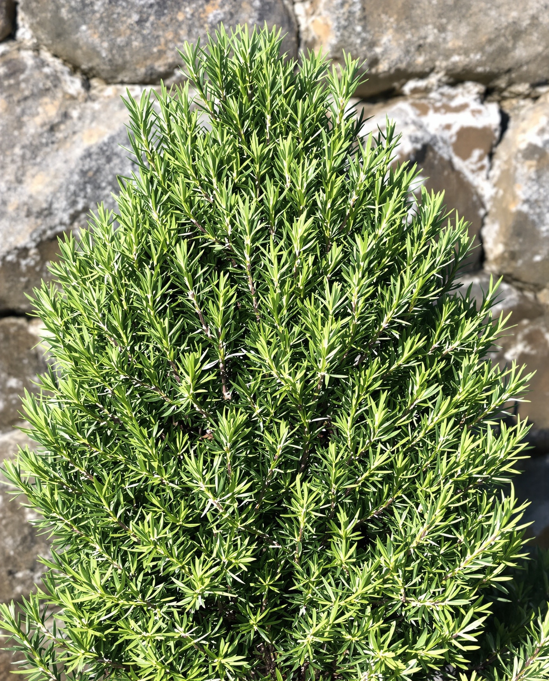 Romarin compact taillé et ramifié sur fond granitique breton