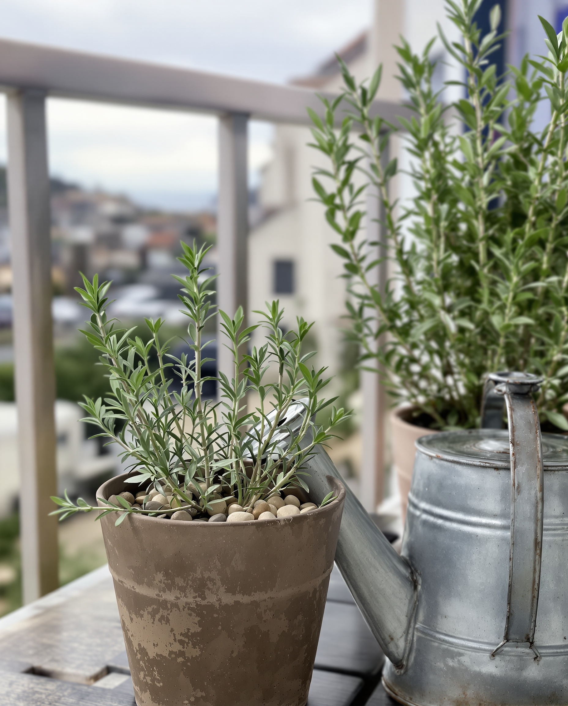 Romarin dense en pot sur balcon breton – billes argile visibles