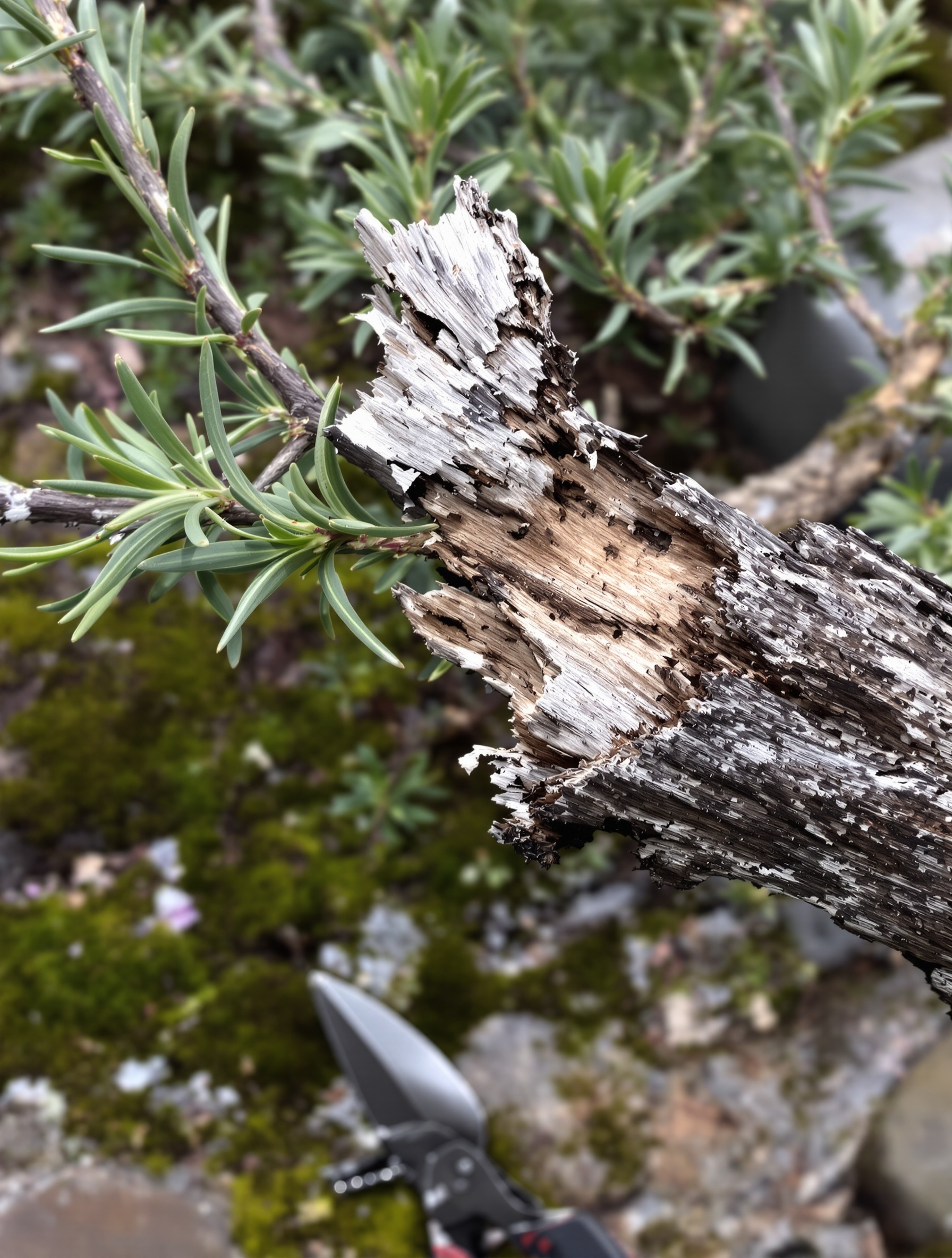 Romarin taillé trop bas sur vieux bois gris, sécateur posé - ambiance bretonne dramatique