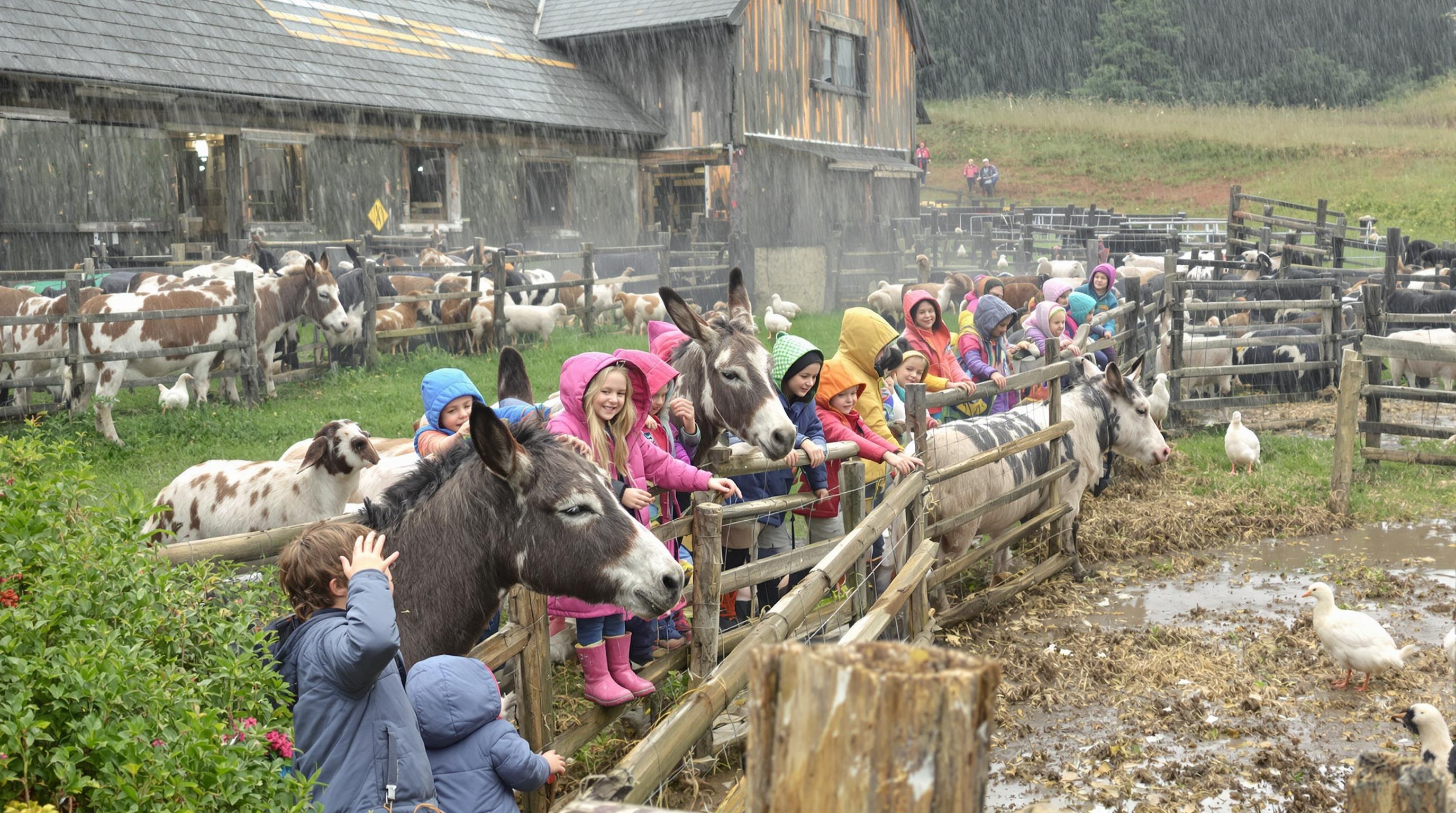 Enfants nourrissant des ânes et des biquettes à la ferme pédagogique Kergall