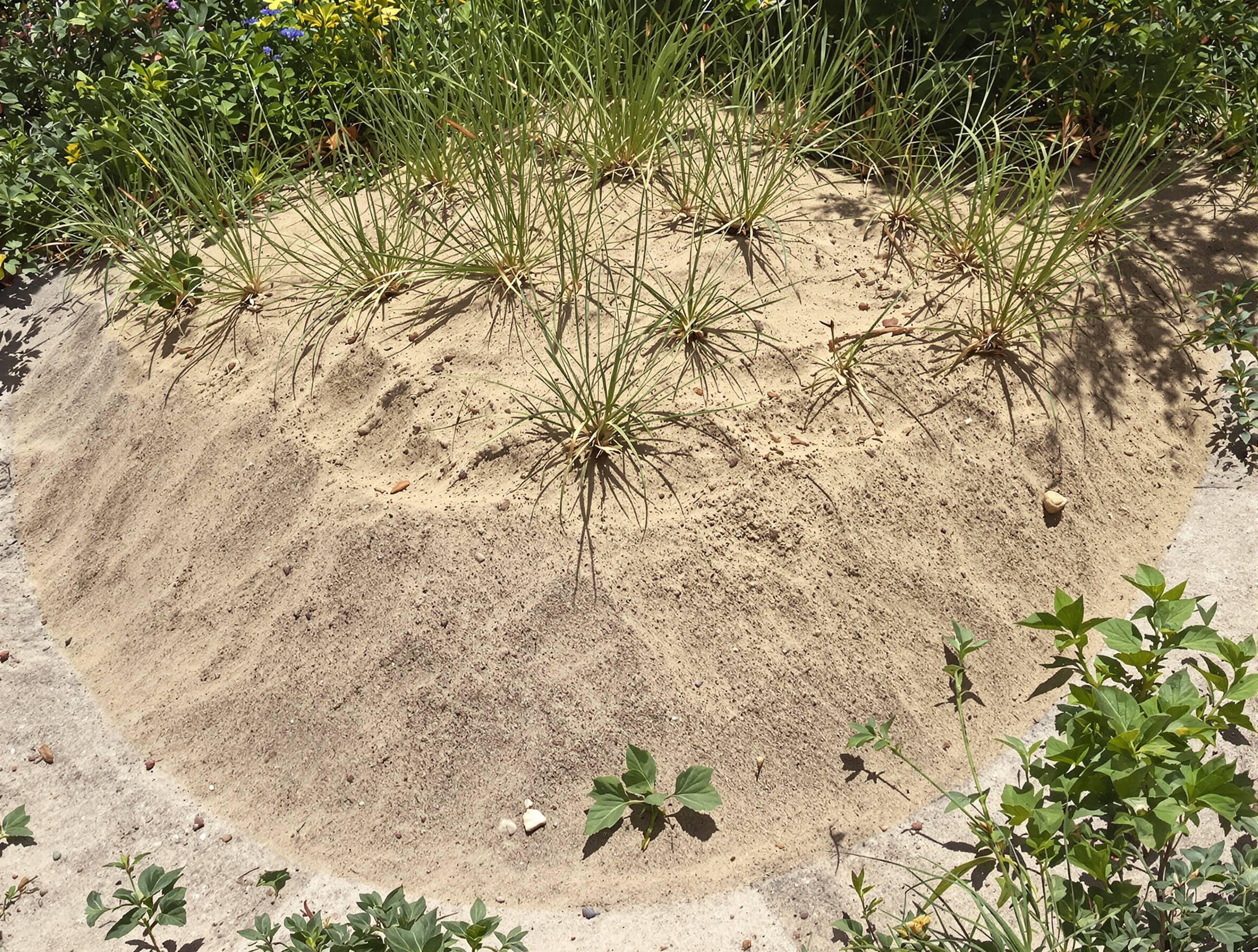 Talus de terre sableuse prêt à accueillir colonie Guêpiers Europe ensoleillé marges herbes folles jardin sauvage Bretagne