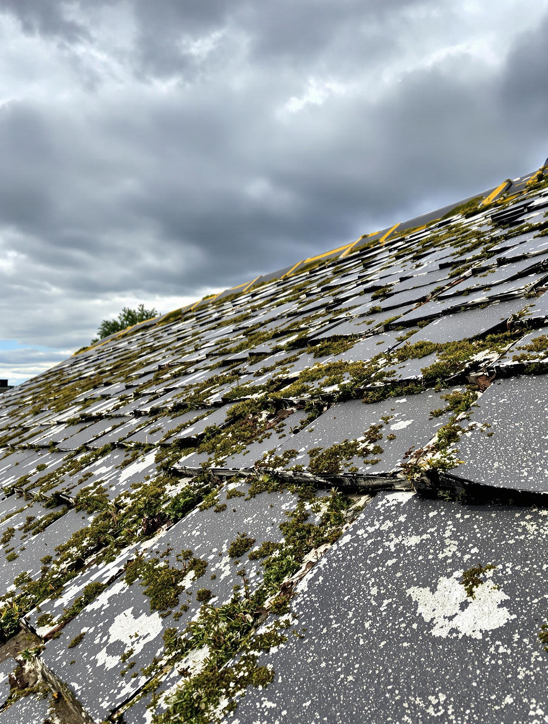 Toiture ancienne bretonne avec mousses et lichens visible - signe besoin hydrofuge