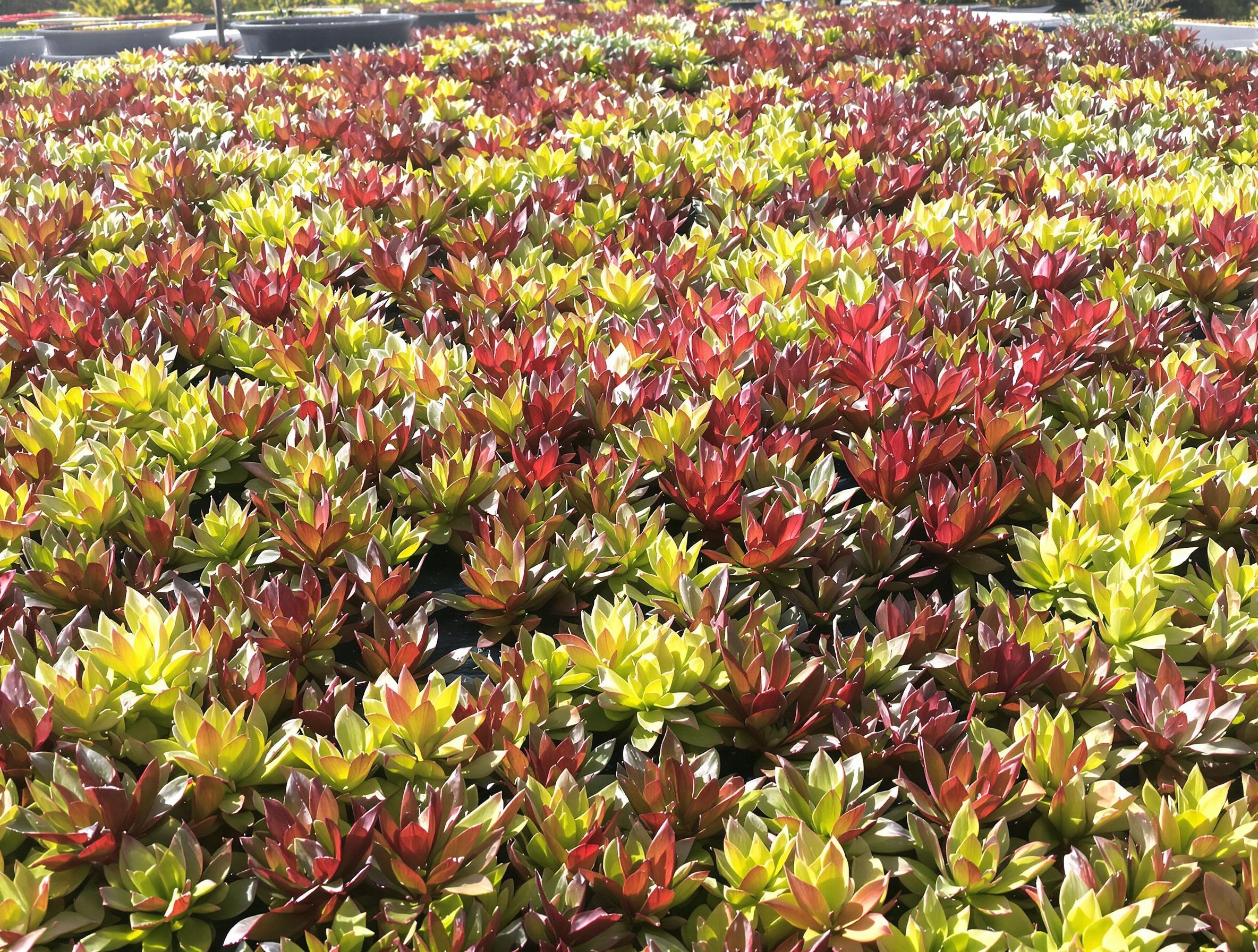 Toiture terrasse végétalisée extensive avec sedums, tapis et nappe d'eau en Bretagne, favorisant la biodiversité.