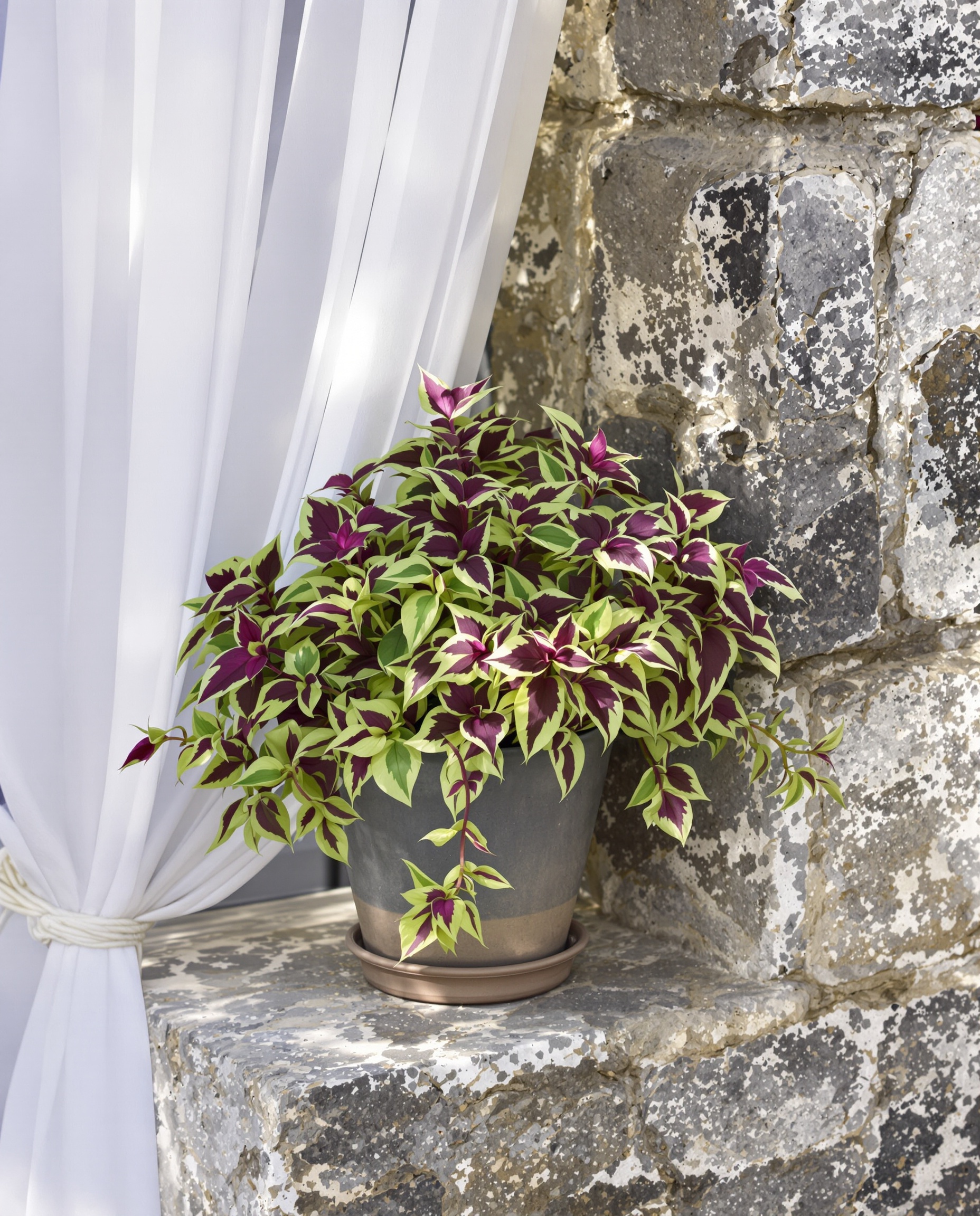 Tradescantia plante misère sur rebord fenêtre maison granit bretonne