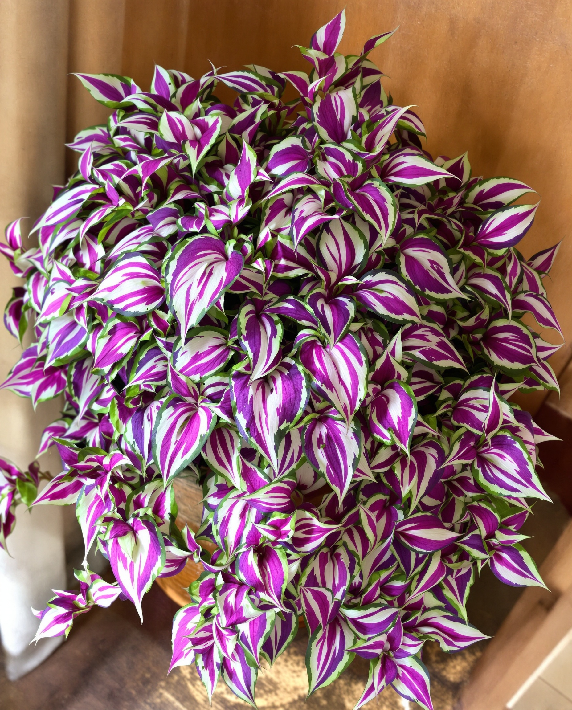 Tradescantia misère feuillage luxuriant lumière naturelle maison saine Bretagne