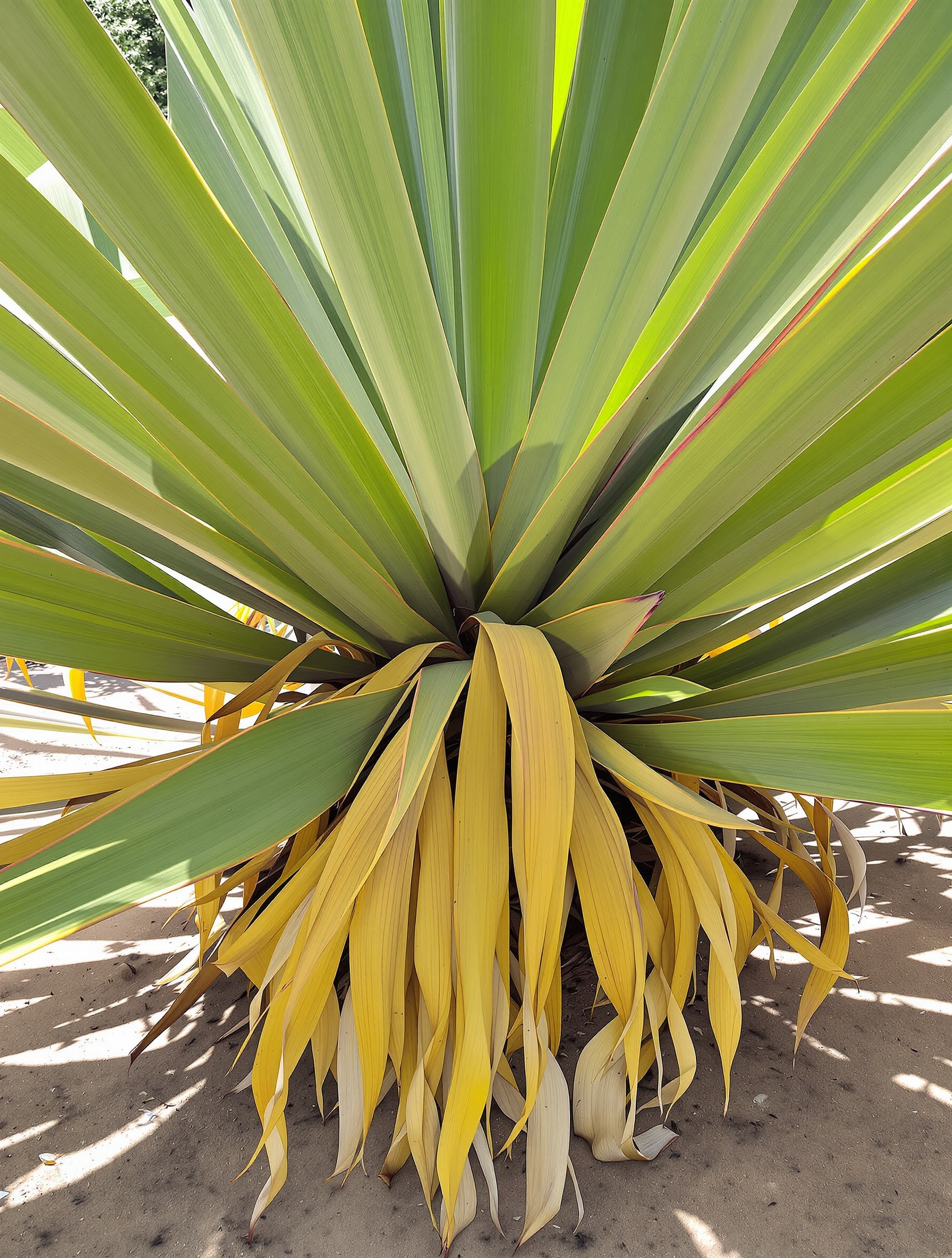 Yucca feuilles jaunes tombantes