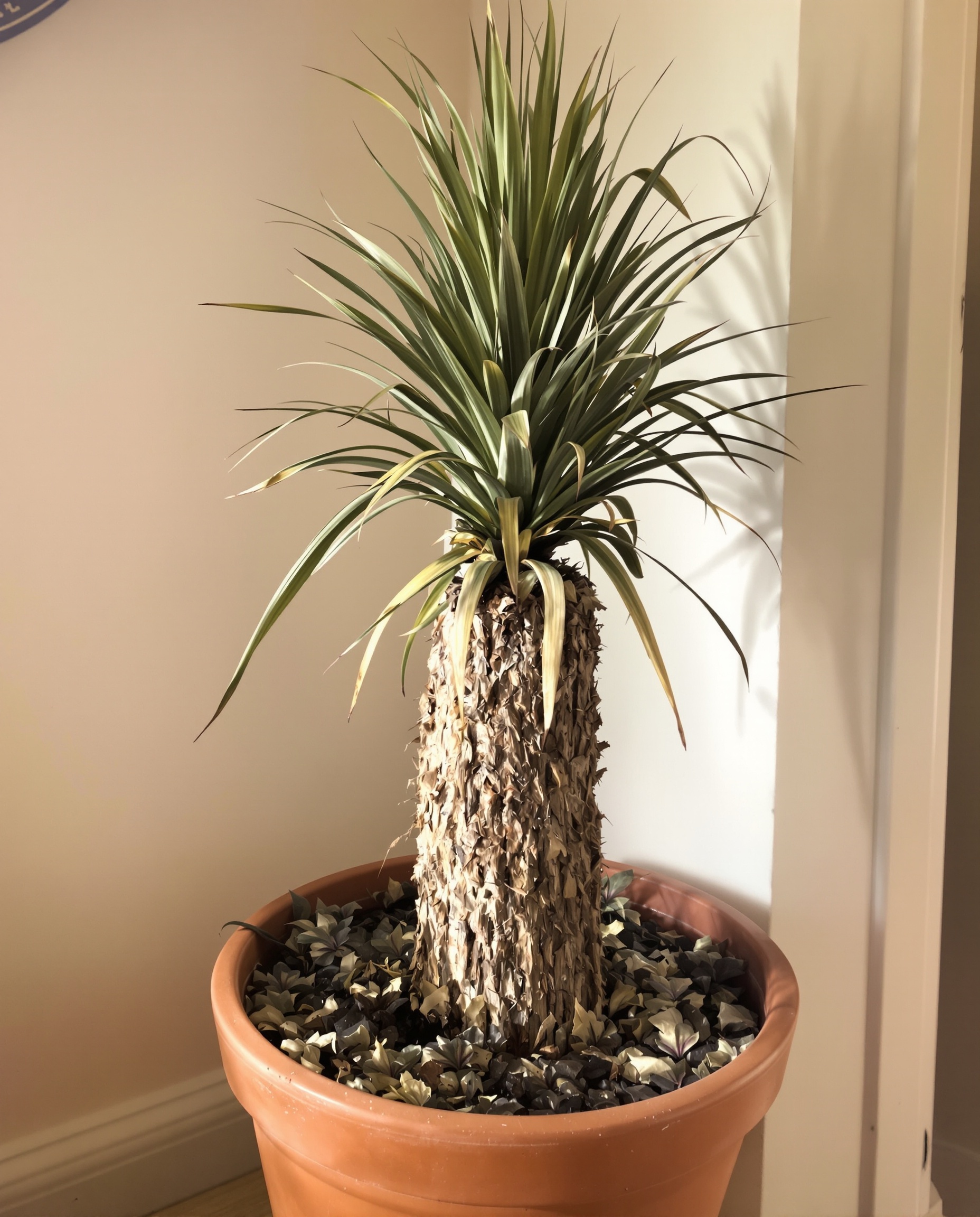 Yucca triste intérieur breton tronc mou feuilles jaunes