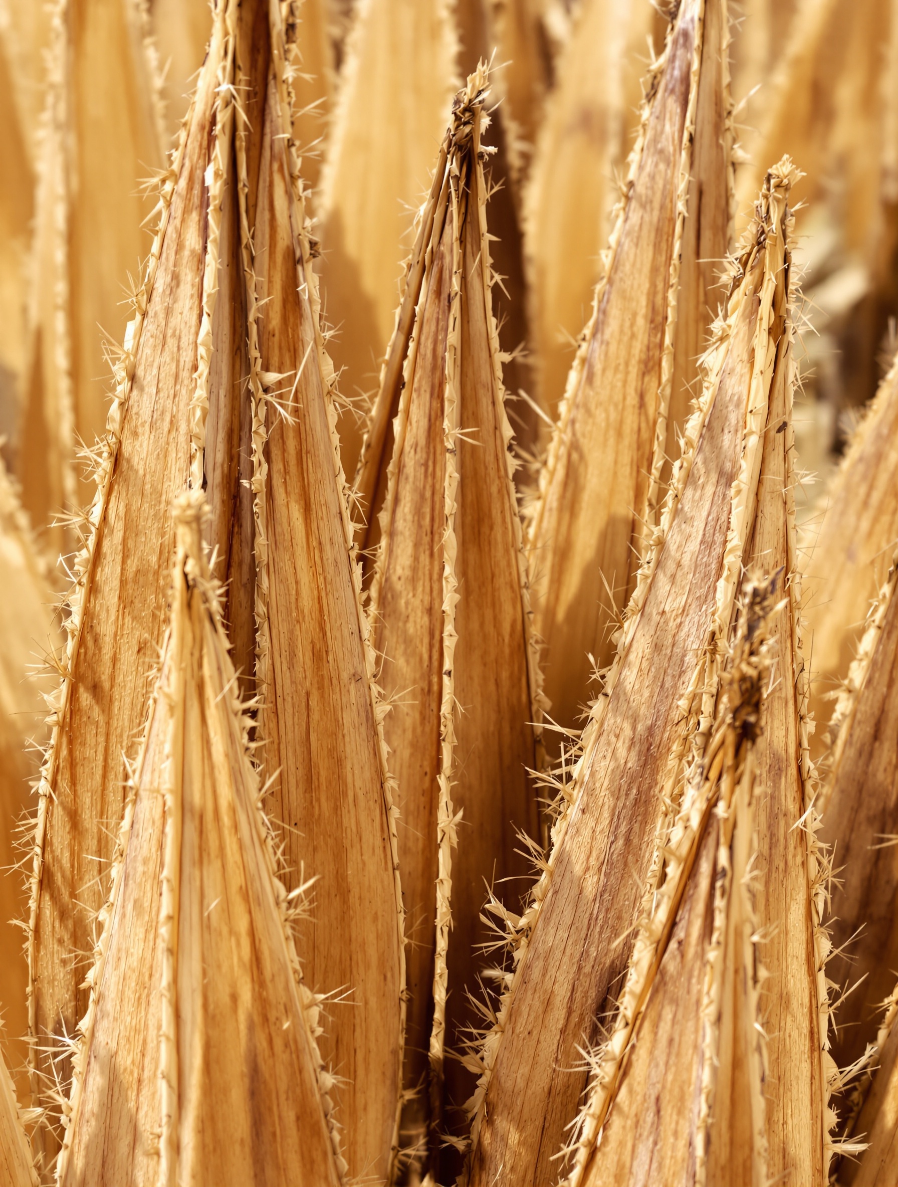 Pointes sèches brunes yucca